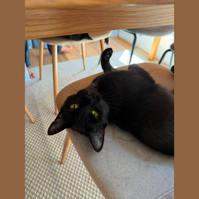 Photo of Belladonna