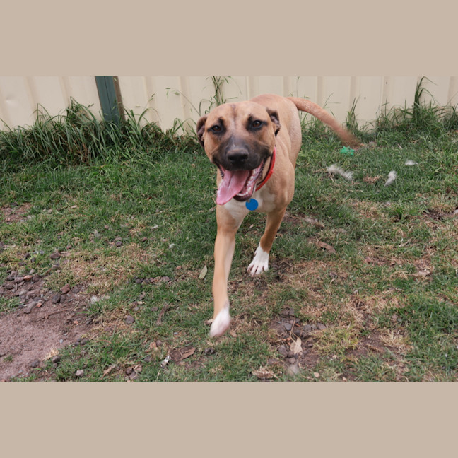 Photo of Piper