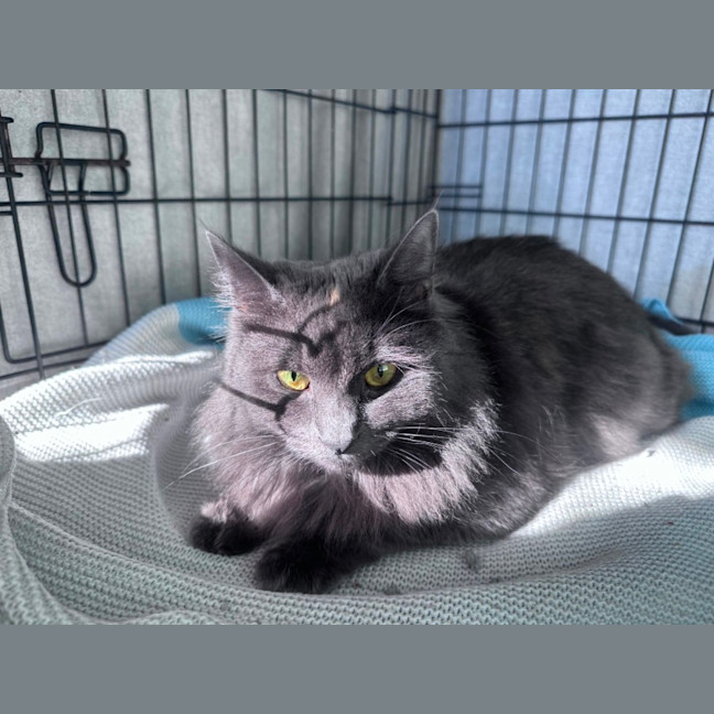 Photo of Aurora