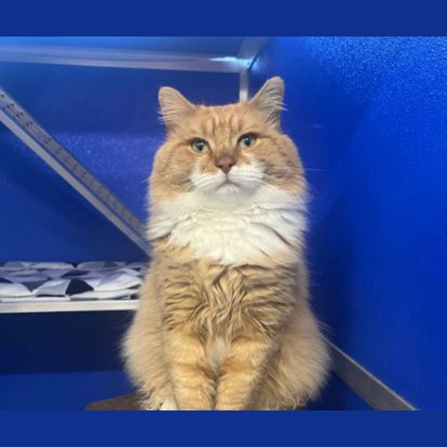 Photo of Baron