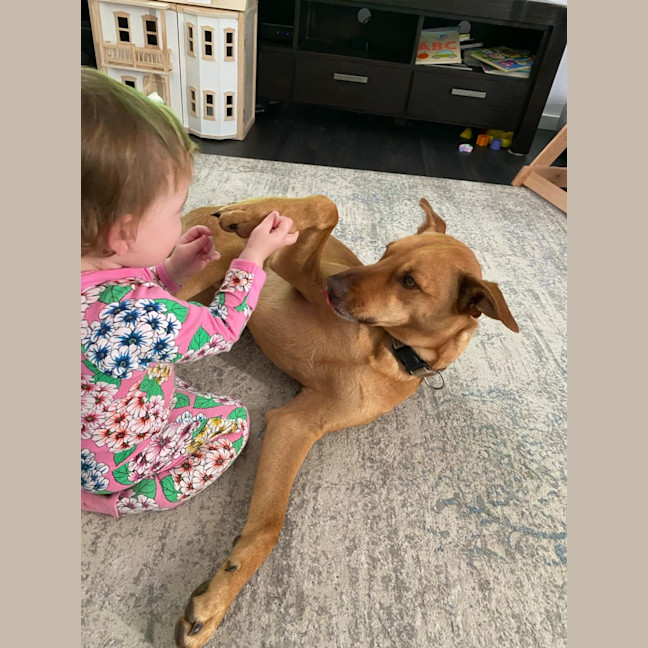 Photo of Skipper   3 Year Old Kelpie X (Trial)