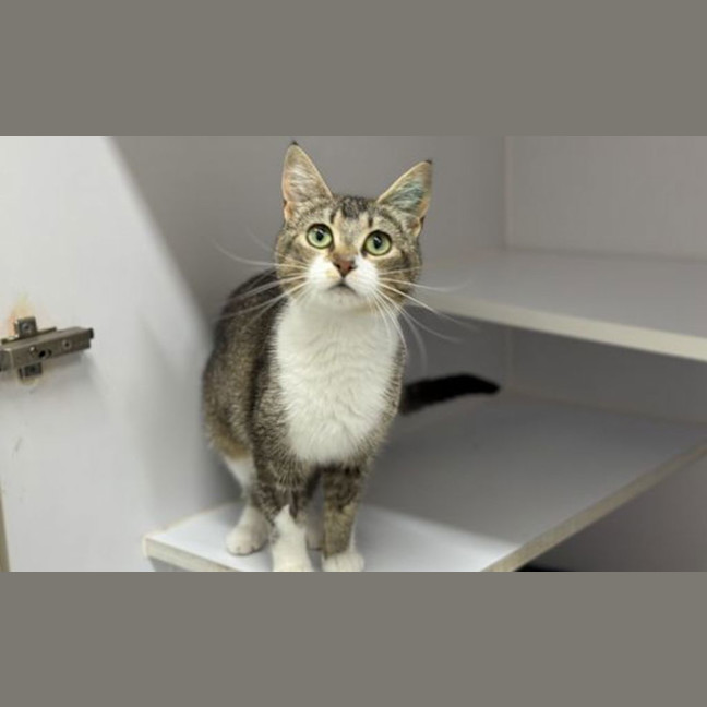 Photo of Willow