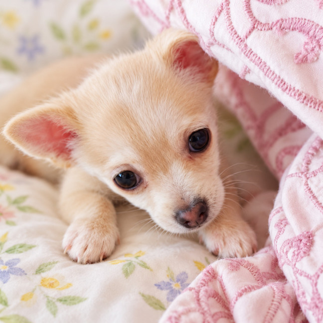 Photo of Tyke