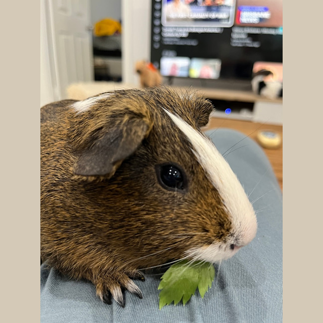 Photo of Milo
