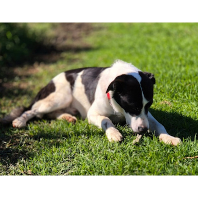 Photo of Loki