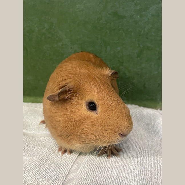 Photo of Pollux (Bonded To Castor)