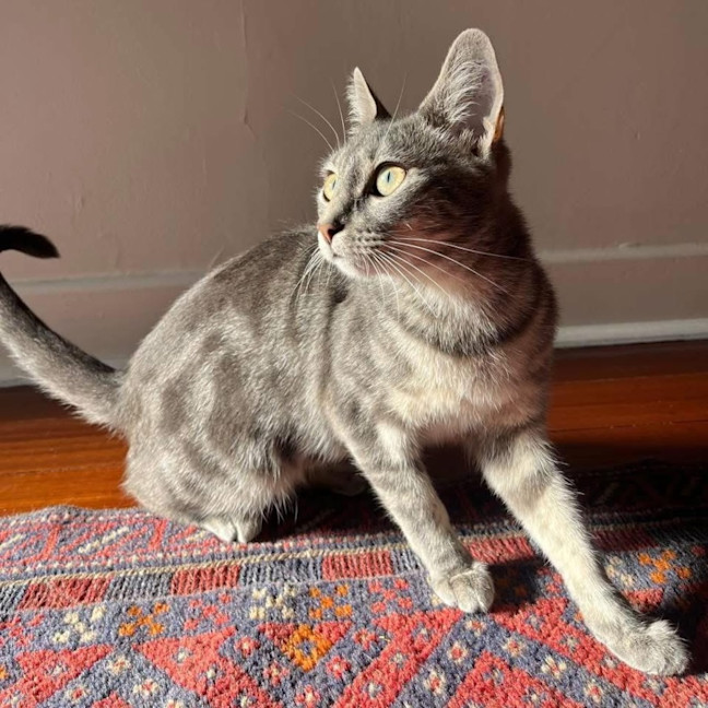 Photo of 13641   Mila