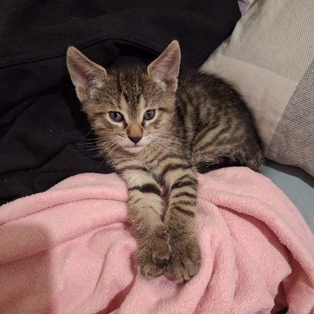 Photo of Comet