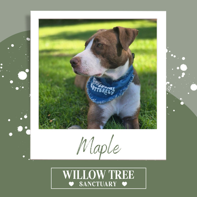 Photo of Maple