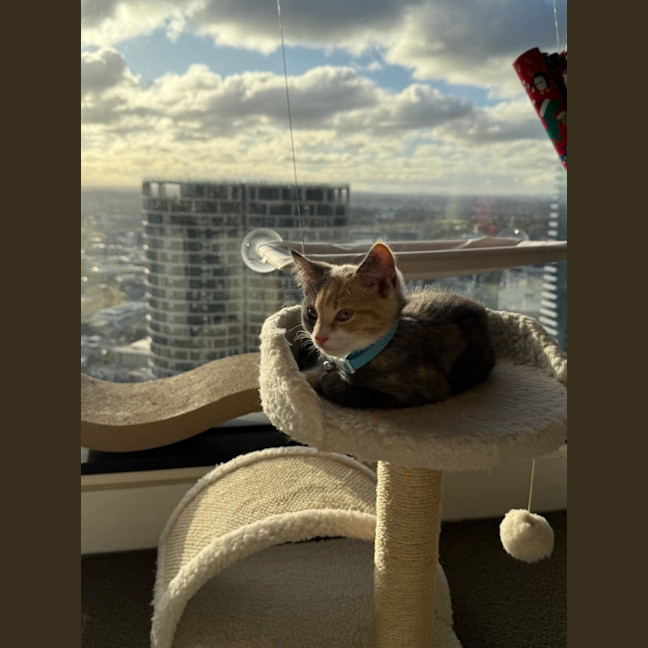 Photo of Mouse