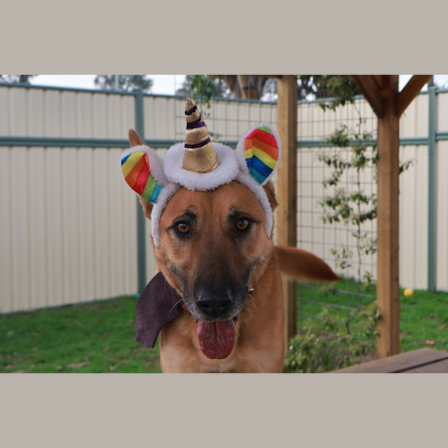 Photo of Carlton