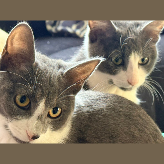 Photo of Meadow