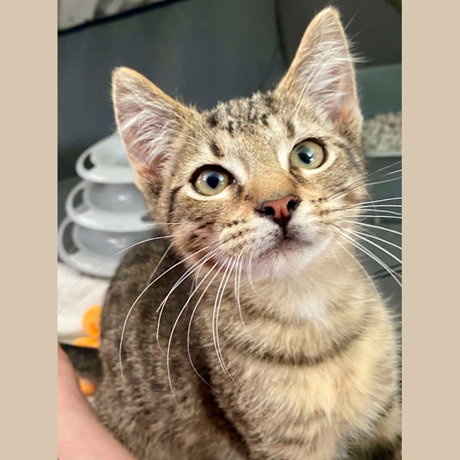 Photo of Hubble (K63)