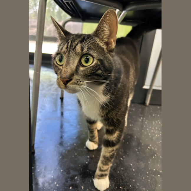 Photo of The Jailbreaker 