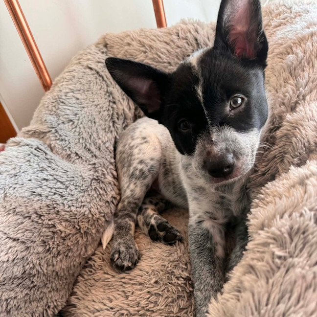 Photo of Bindi 💞🎾