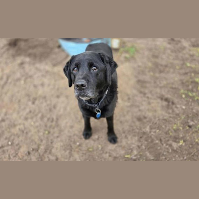 Photo of Wilbur