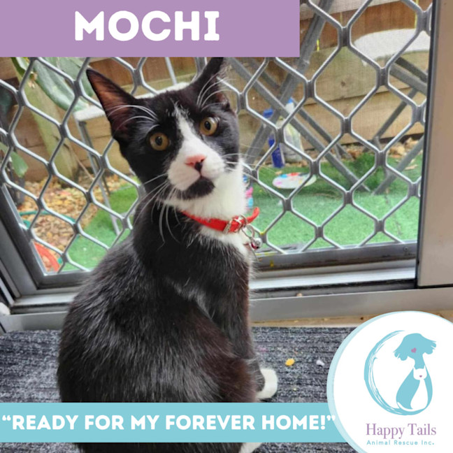 Photo of Mochi