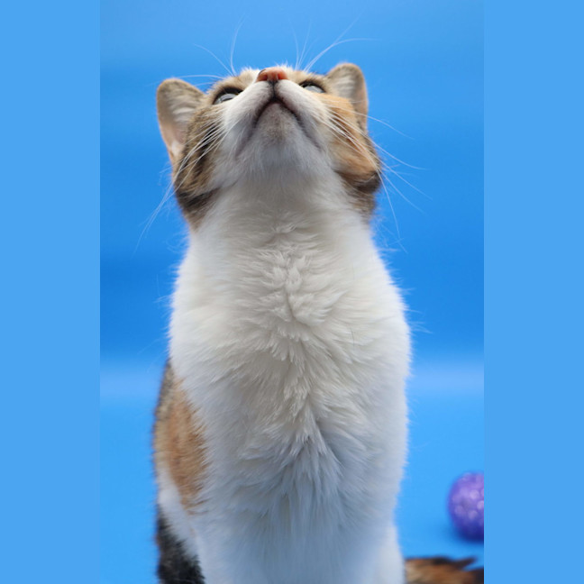 Photo of Dee Dee Available At Pet Quarters Thornton