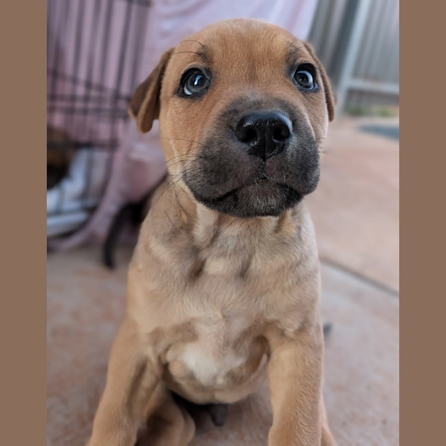 Photo of Dopey