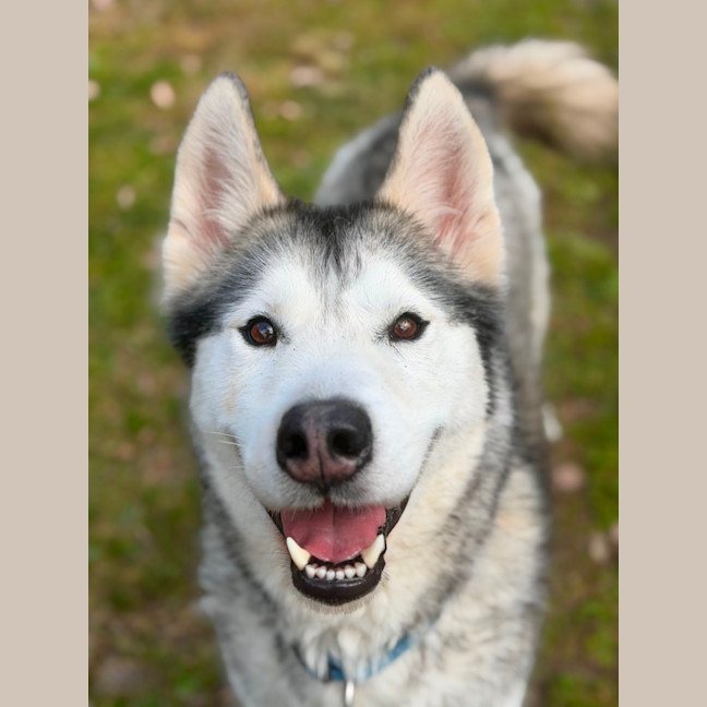 Photo of Snoop 