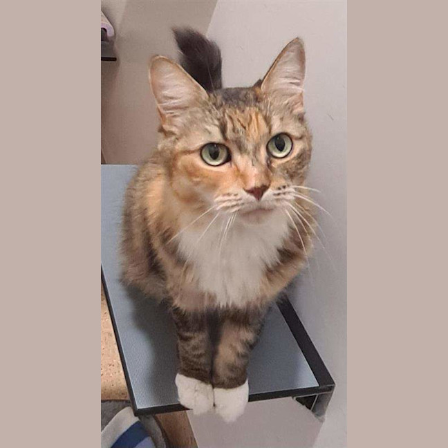 Photo of Scruffy