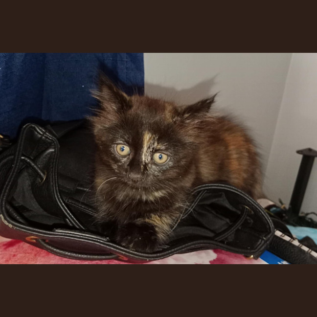 Photo of Amelia