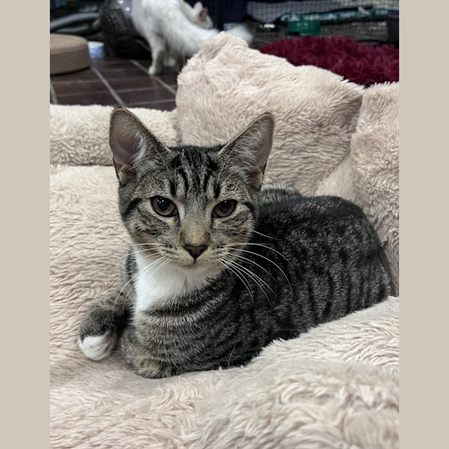 Photo of Ziggy
