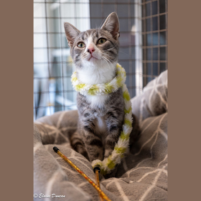 Photo of Mowgli