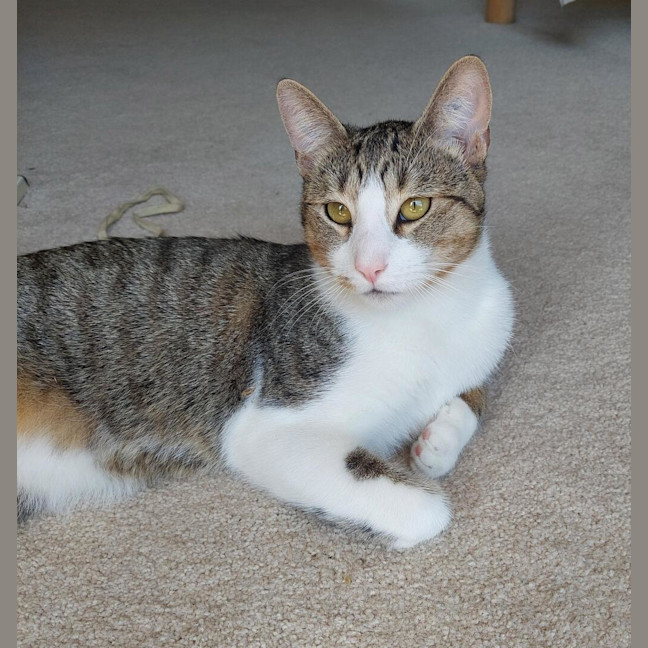 Photo of Henry