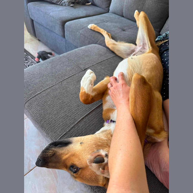 Photo of Honey
