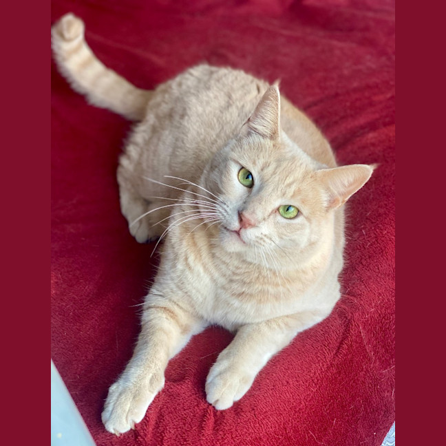 Photo of Geralt Of Purrera