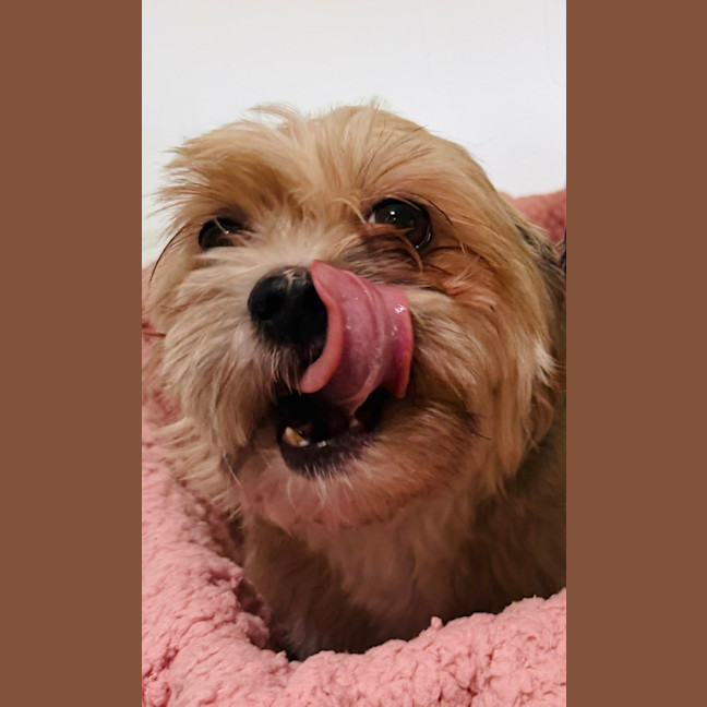 Photo of Maggie   4 Year Old Shih Tzu X