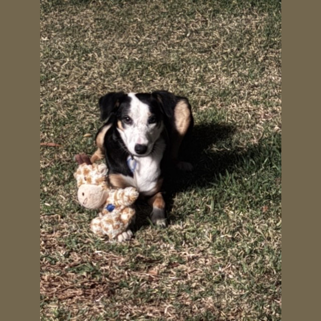 Photo of Ruby