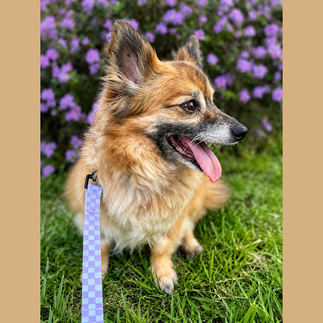 Photo of Polly