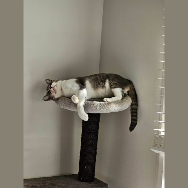 Photo of Smokie