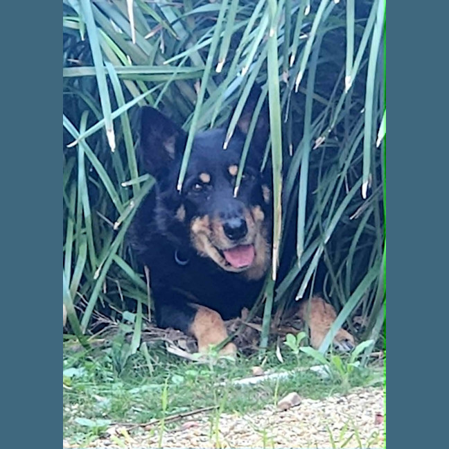 Photo of Elly *$250 Adoption Fee* 