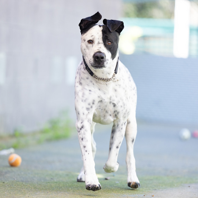Photo of Axel