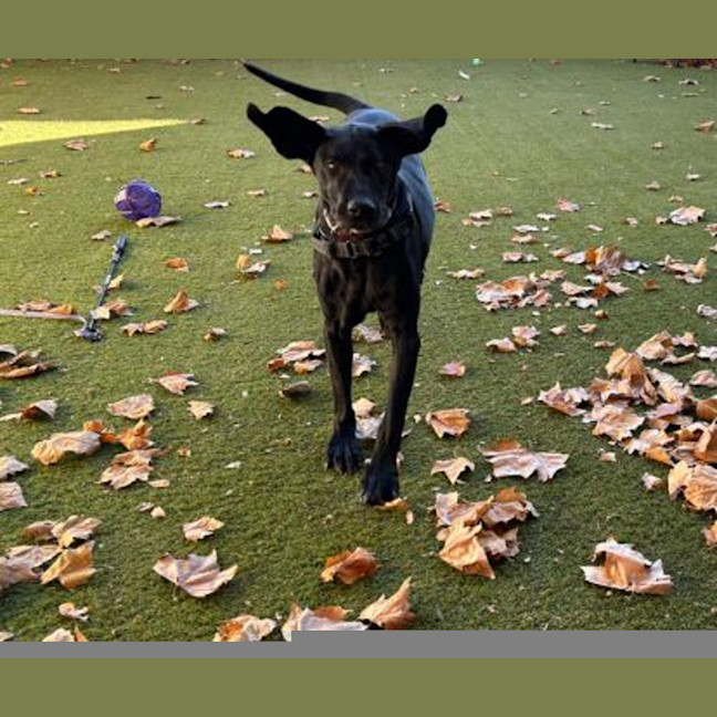 Photo of Olive
