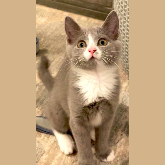 Photo of Luna