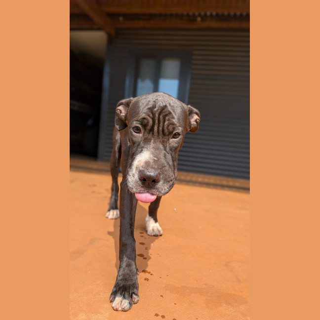Photo of Domino