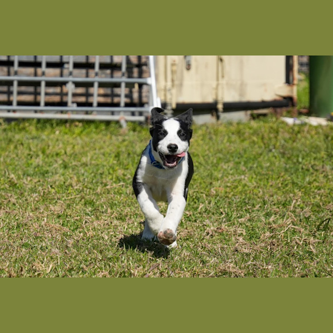 Photo of Dax