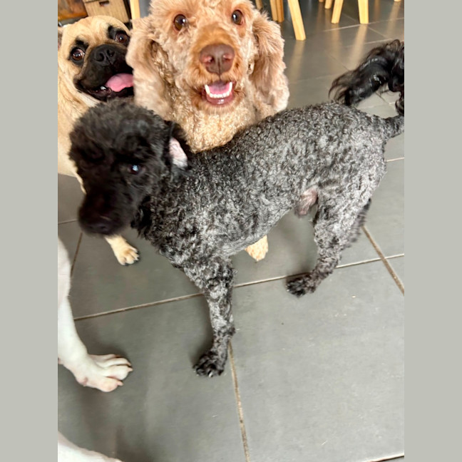 Photo of Bentley