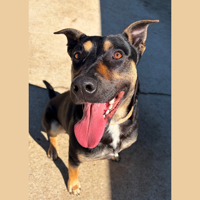 Photo of Rambo