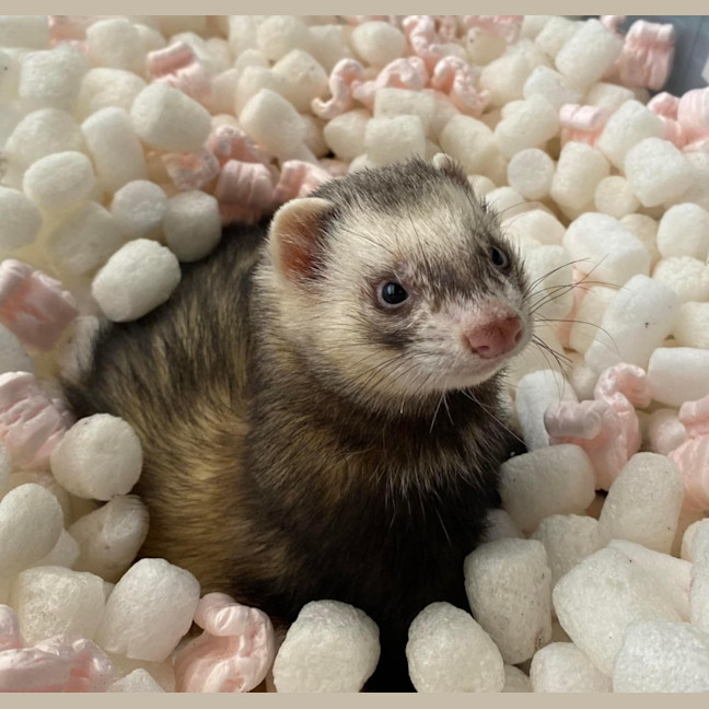 Photo of Pancake & Duckie