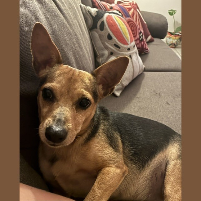 Photo of Koda