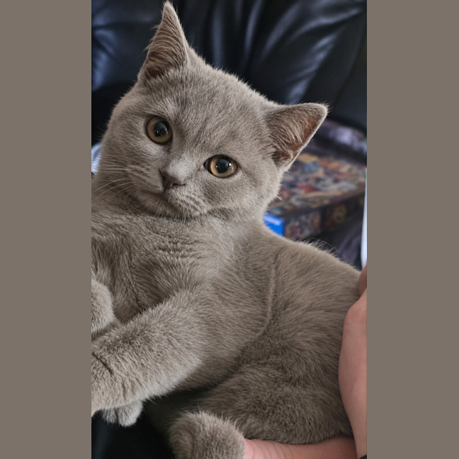 Photo of Whisper