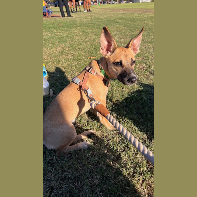 Photo of Humphrey (Nugget)