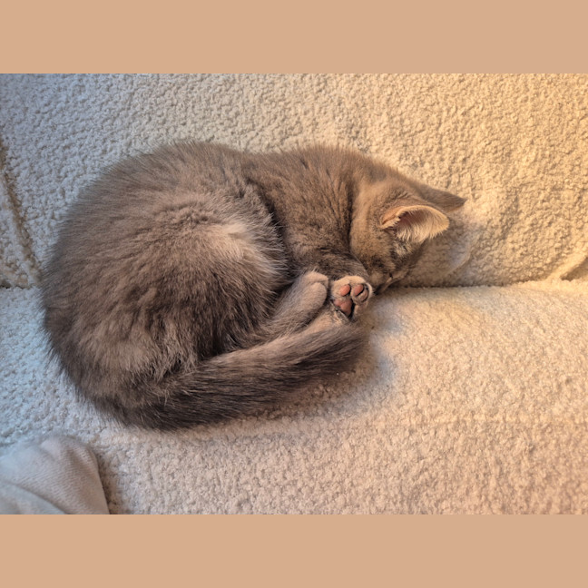 Photo of Opal