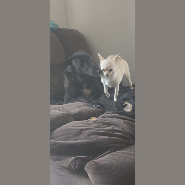 Photo of Neo, The Greyhound 