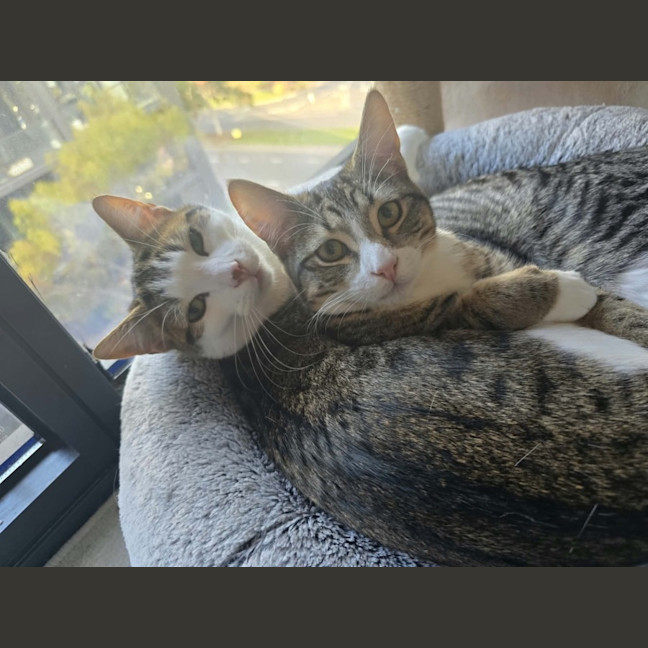 Photo of Milo **2nd Chance Cat Rescue**